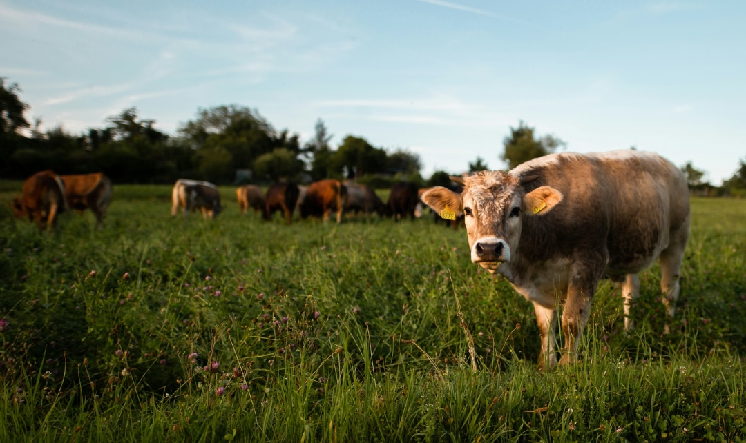 Photo of a cow in a field of grass, grazing